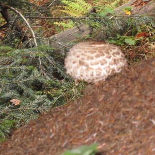 Loading...